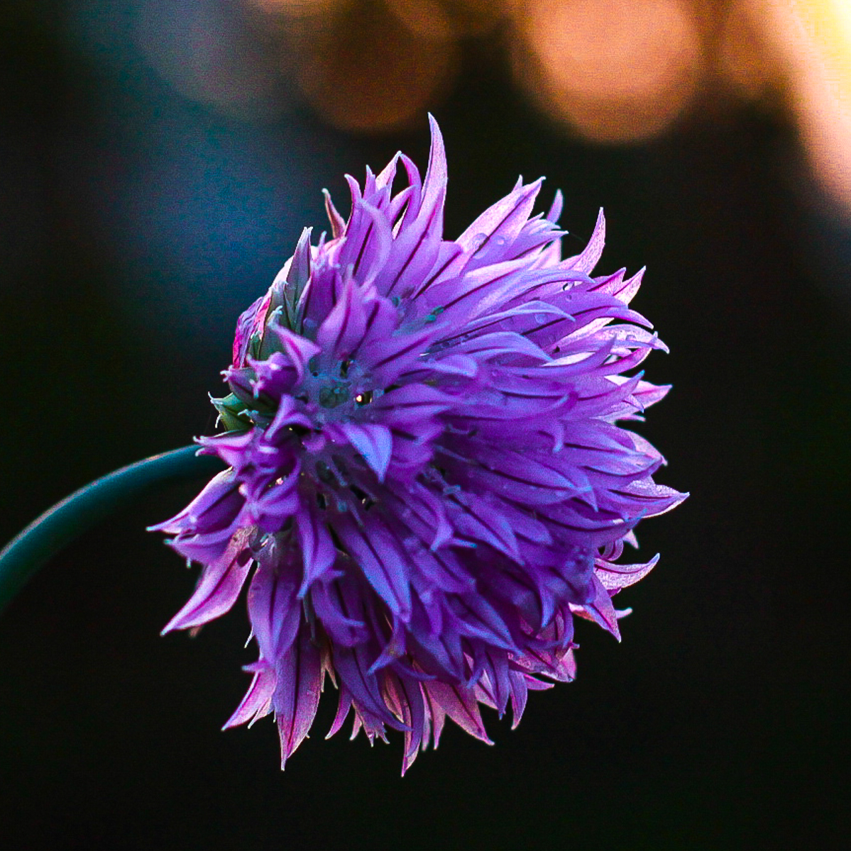 Close up of one purple allium flower with fading orange light and dark shadows behind.