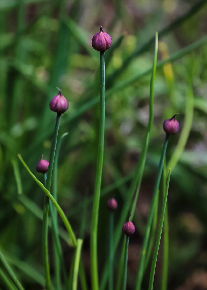 Tall dark green common chives with purple buds in the evening light.