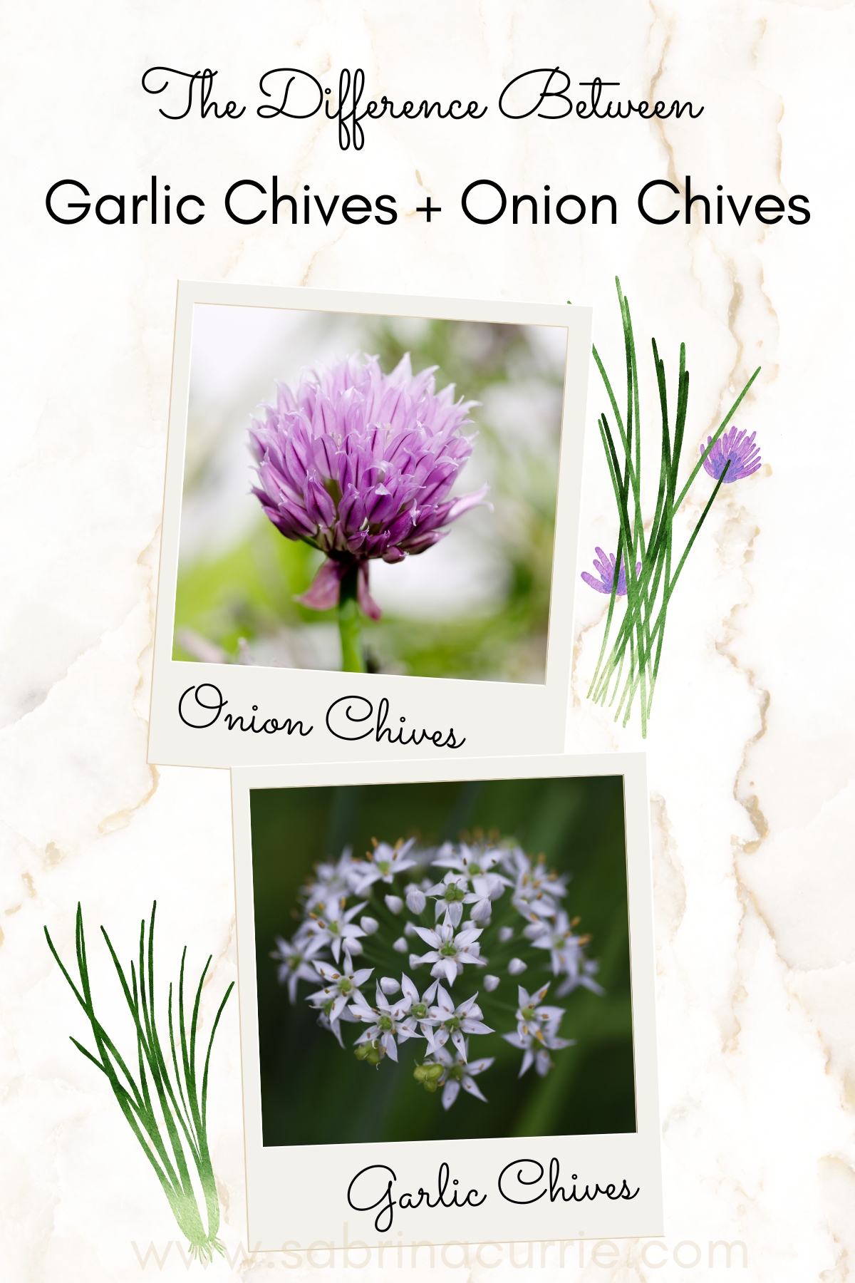 A photo of a purple fluffy chive flower and another photo of a white garlic chive flower and illustrations of the chive plants on a white and taupe marble background.