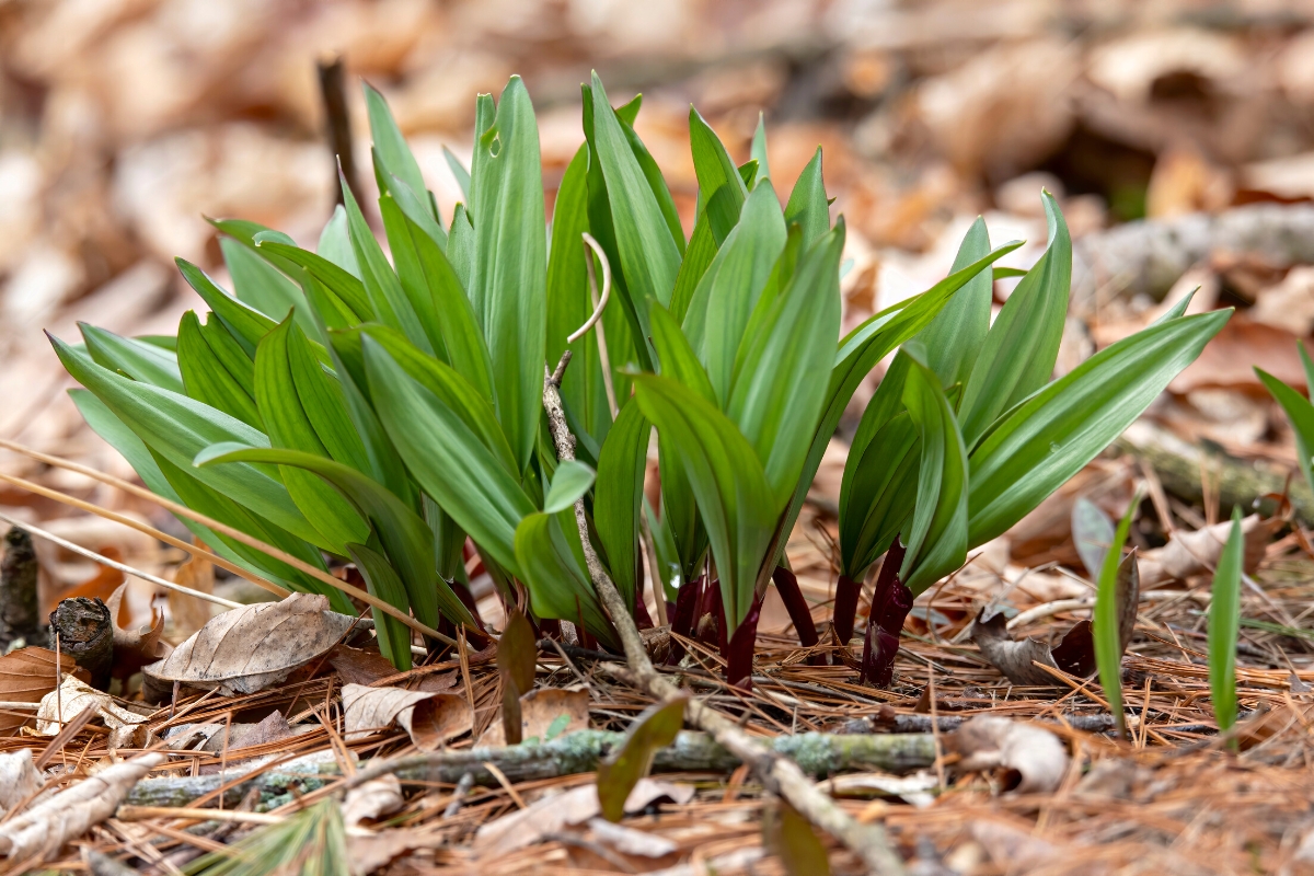Wild ramps with short wide green leaves growing on the forest floor.