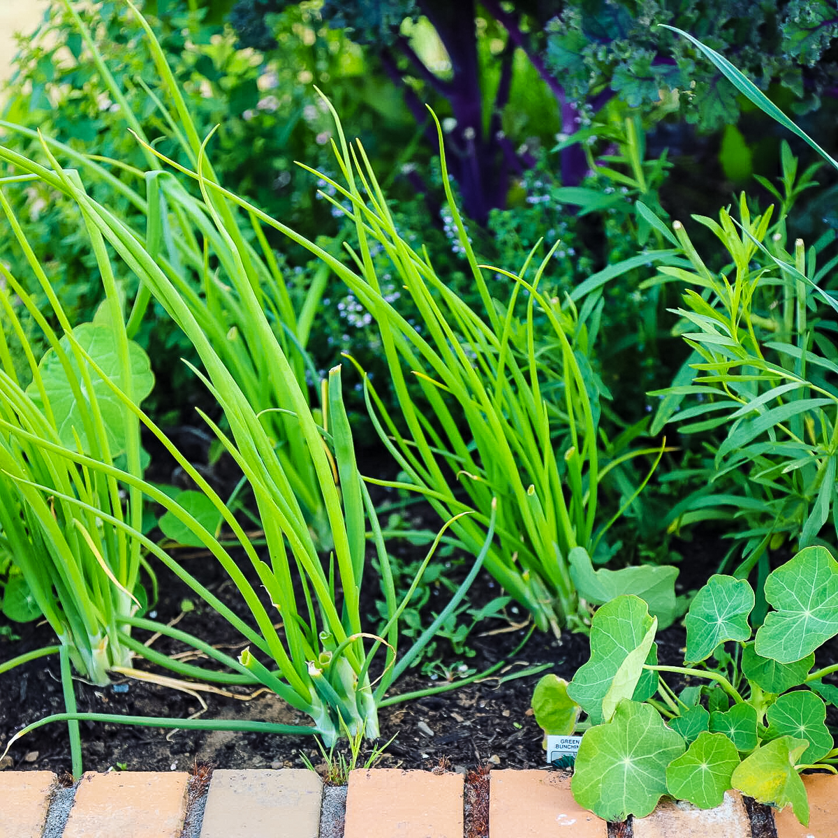 Green bunches of chives growing in a garden with various herbs and nasturtium greens growing around them.