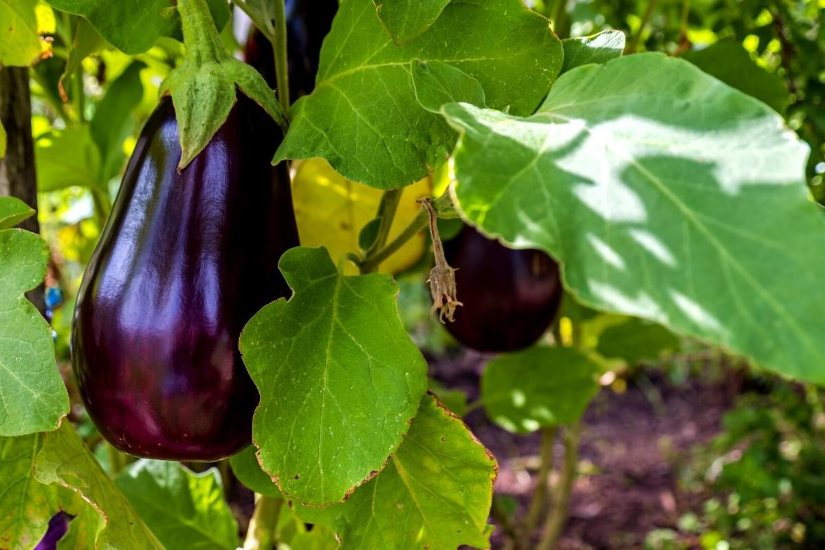 Dark purple eggplants hanging on a large leafed eggplant bush.