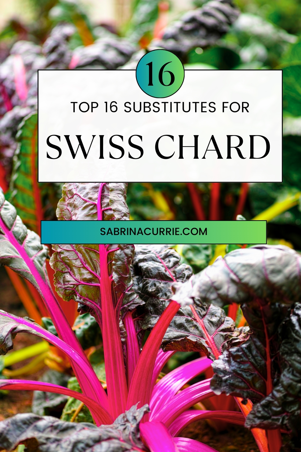 Swiss chard with dark green leaves and bright red, yellow and orange stems with the post title, top 16 substitutes for swiss chard, on a white banner in the middle. 