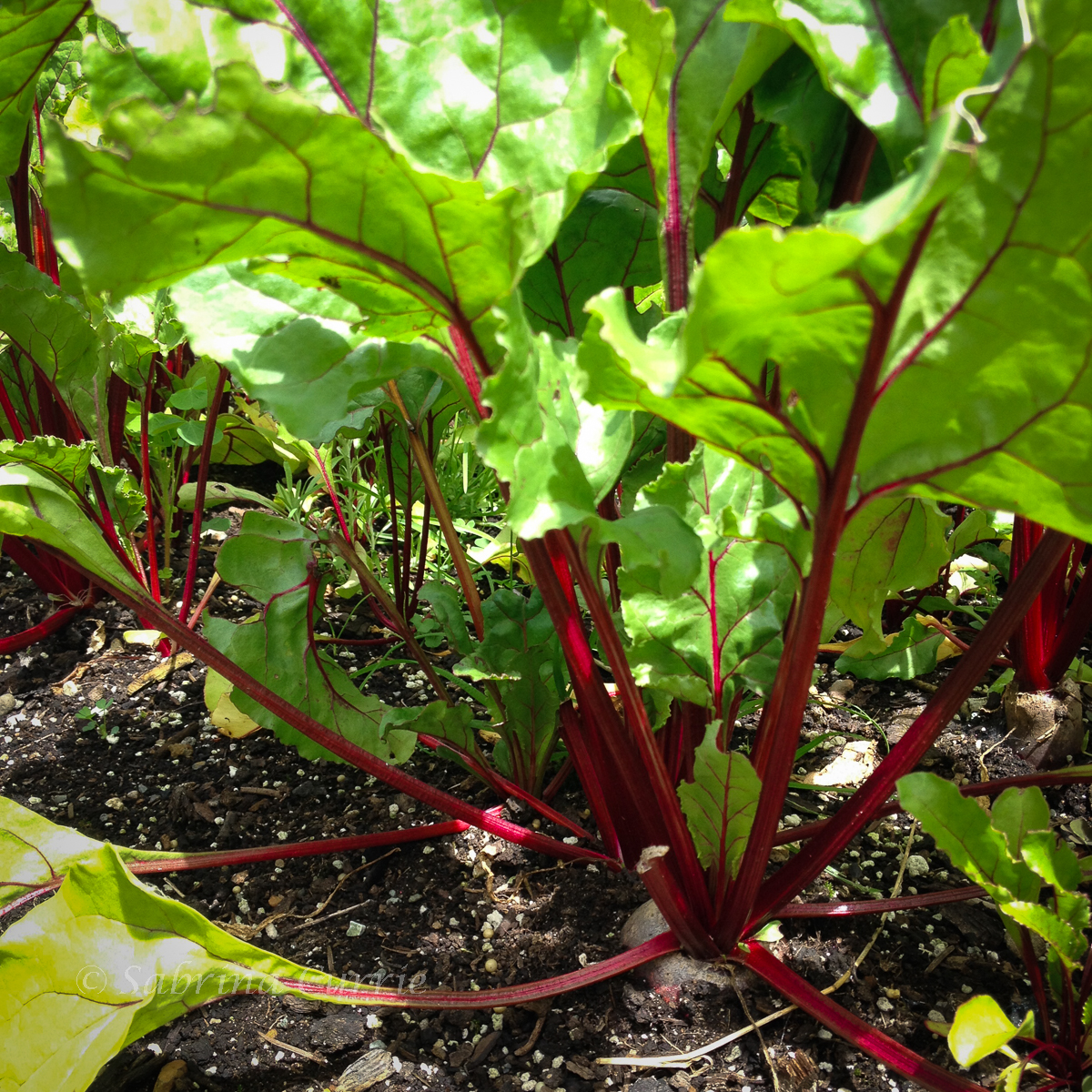 Beets growing in a garden with tall green and red leaves towering above them.