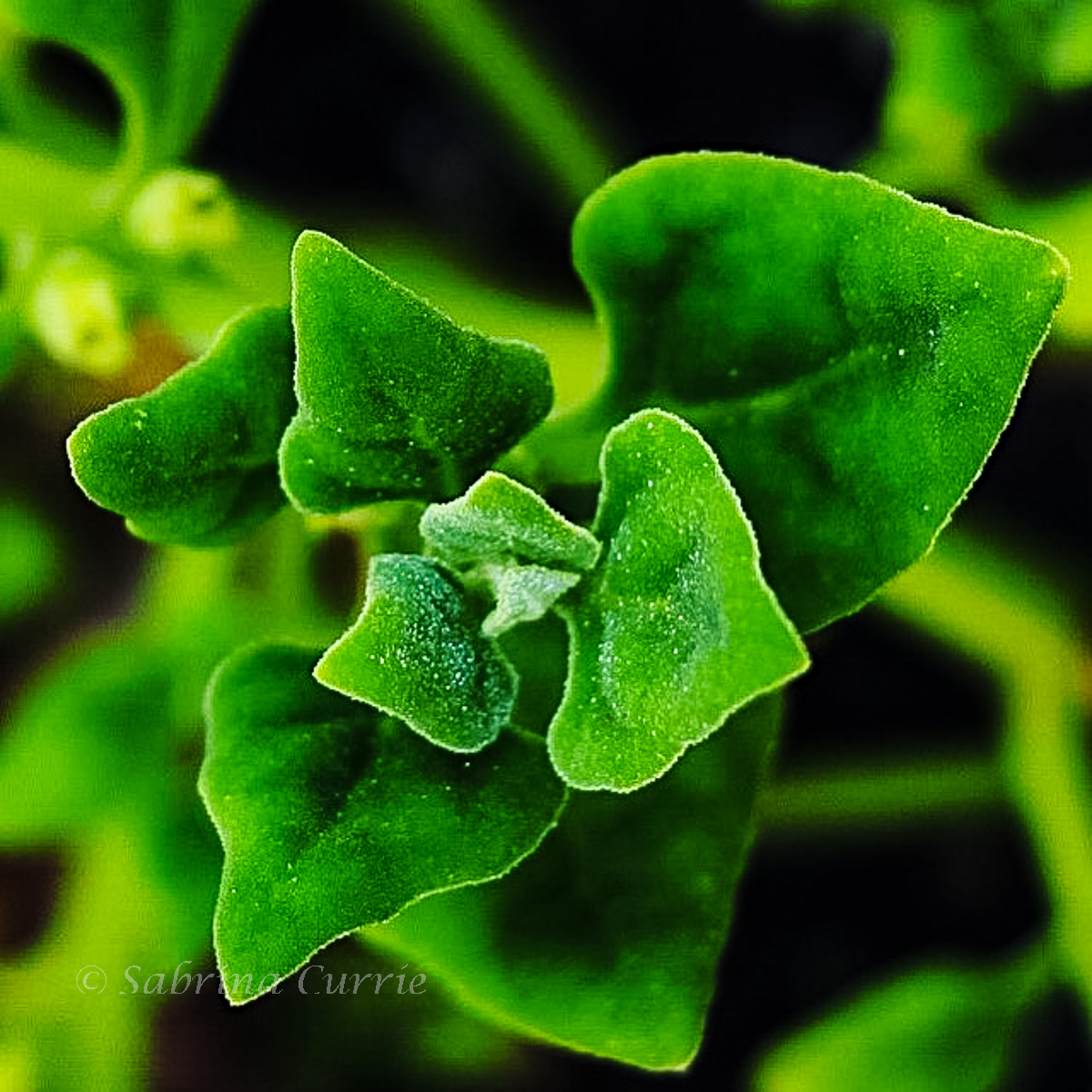 Close up of spinach leaves growing.