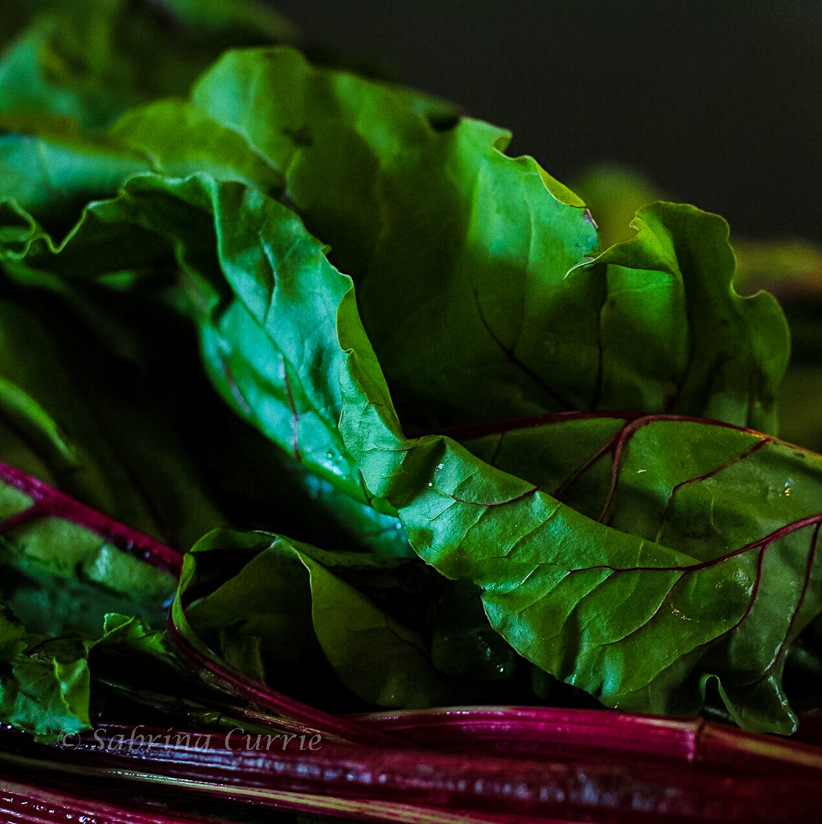 Close up of red chard leaves with the red stems below.