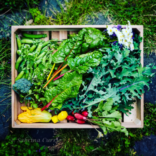 Wooden tray on a rock and grass pathway full of just-picked peas, broccoli, squash blossom, radishes with their greens, yellow, orange and red Swiss chard, purple kale and some flowers.