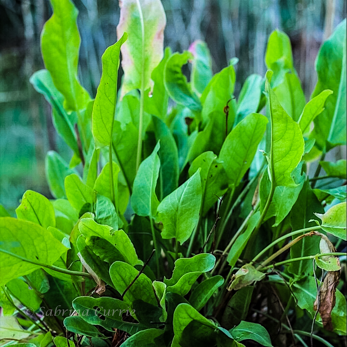 Bright green, upright, oval shaped sorrel leaves growing.