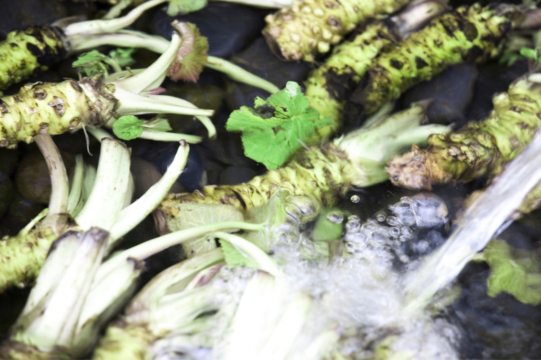 Fresh wasabi root that is bright green with black-brown markings and water being poured over to wash them.