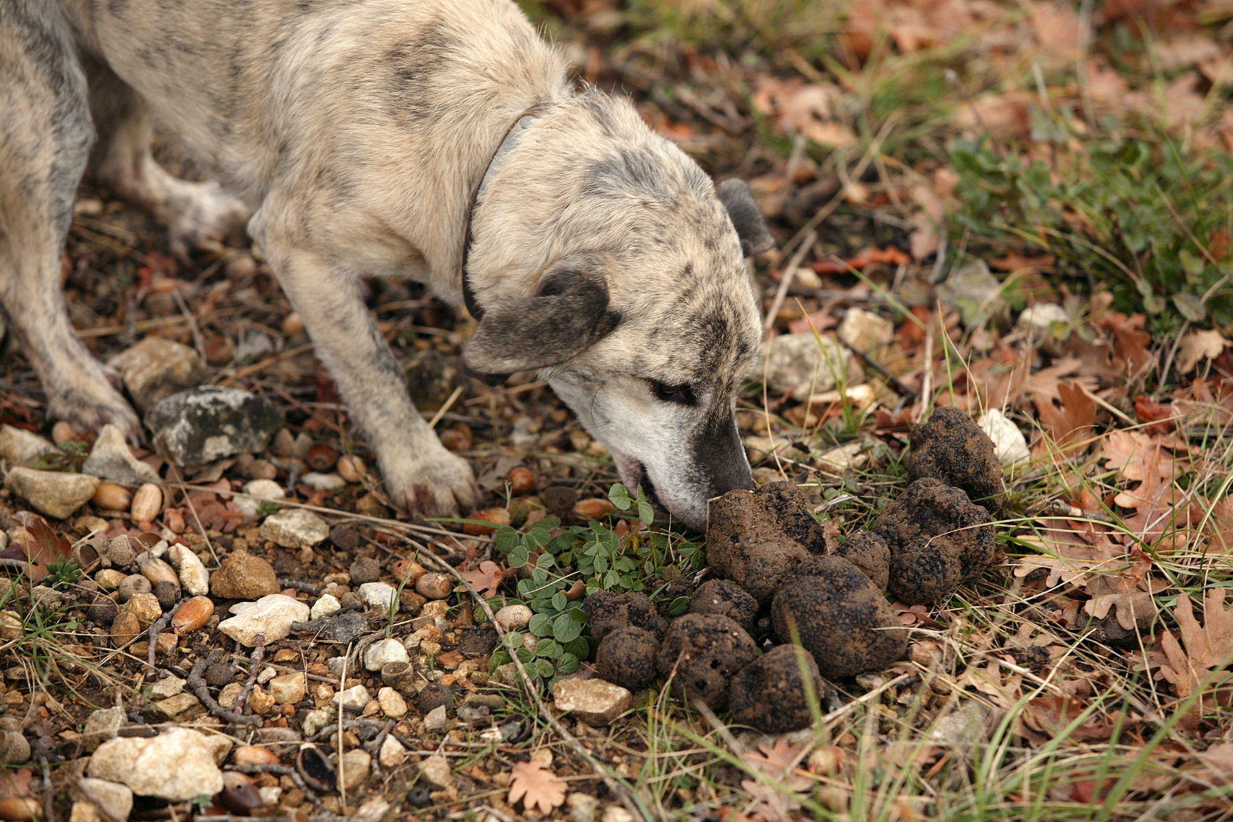 A grey dog sniffing a pile of black truffles.