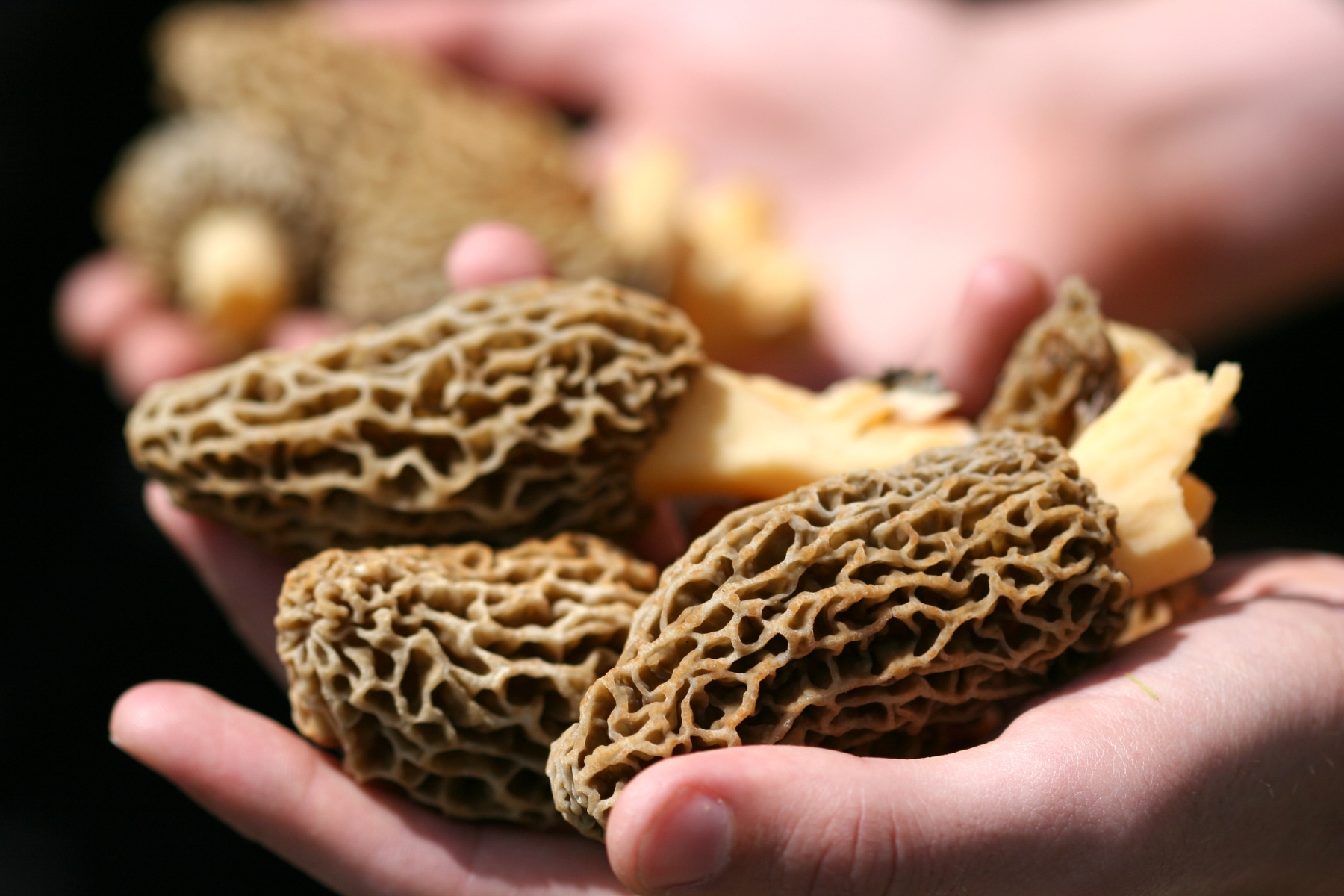 A hand holding 3 large, light brown morel mushrooms. The mushrooms have a honeycomb like top.