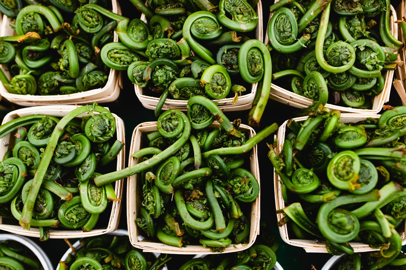 Six cardboard produce baskets filled with curly green fiddleheads.