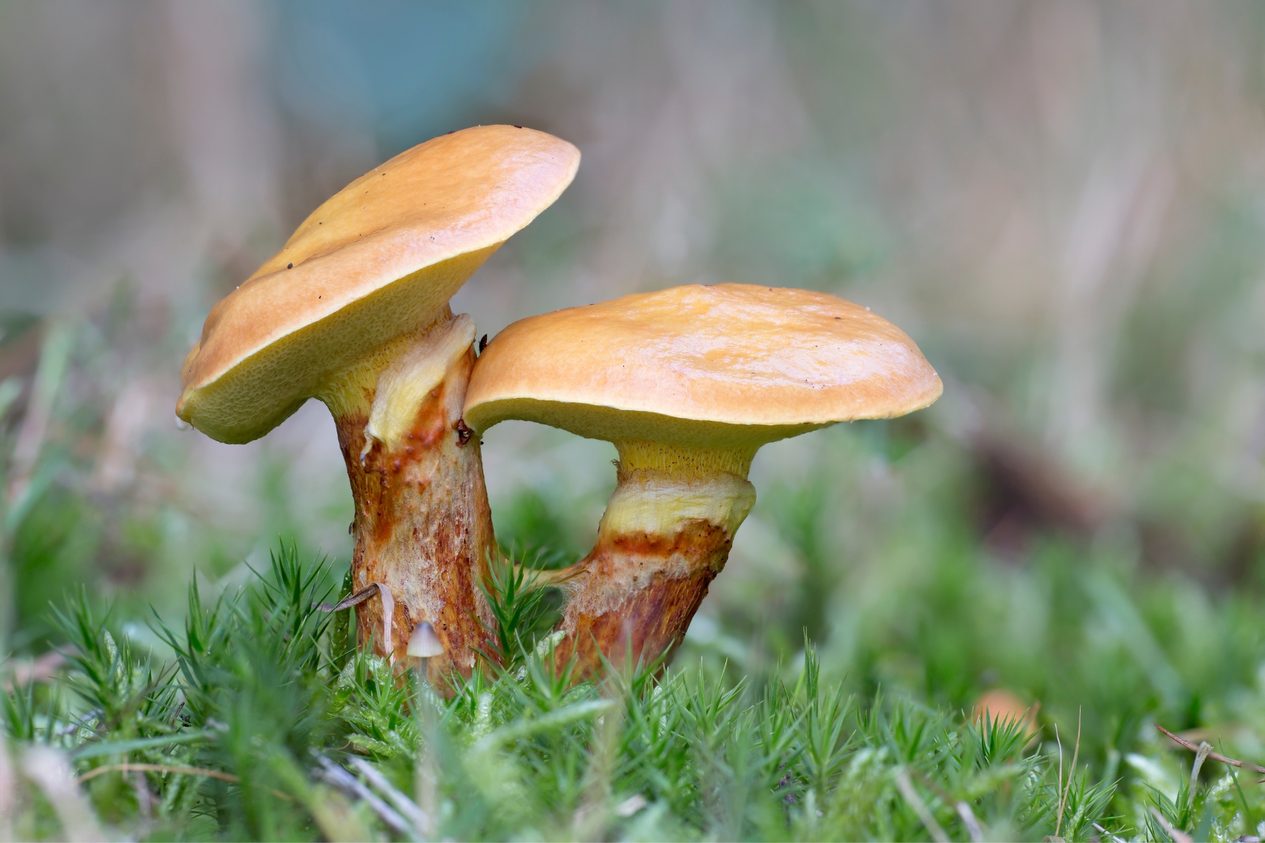 2 light golden brown bolete mushrooms growing in a grassy meadow.