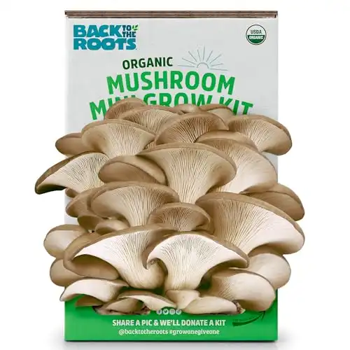 Oyster Mushroom Grow Kit