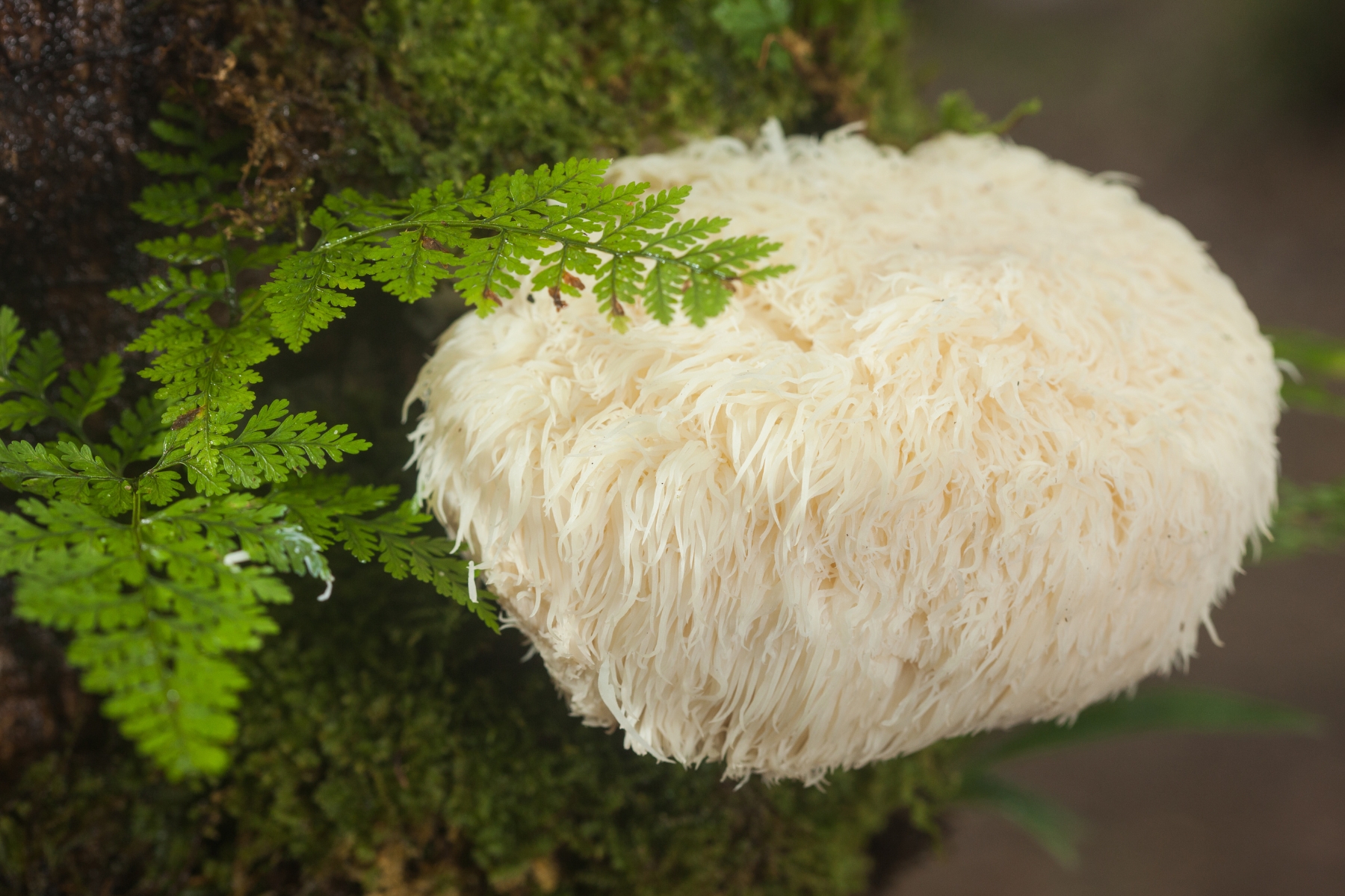 A soft looking shaggy white lions mane mushroom growing off the side of a tree with a green fern beside it.