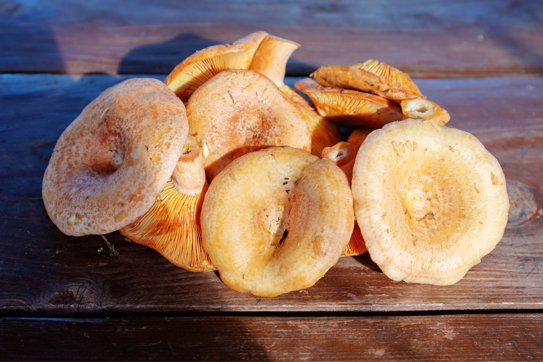 Smooth, pale orange saffron milk cap mushrooms on a wooden table.