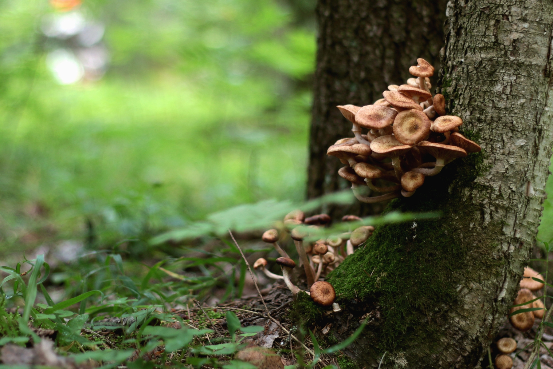 Deep brown shitake mushrooms growing in a large bunch at the base of a tree in the forest.