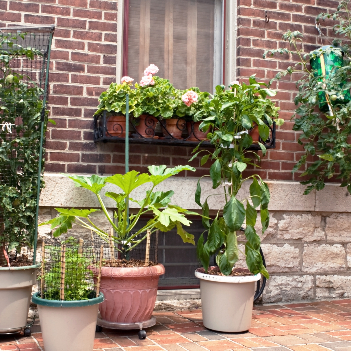 Plants growing in pots, some with trellises around them.