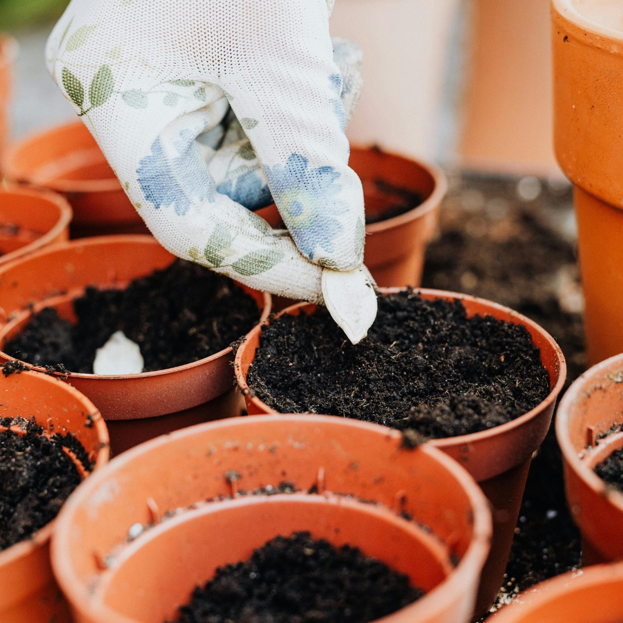 A gloved hand placing a seed into a pot of dirt.