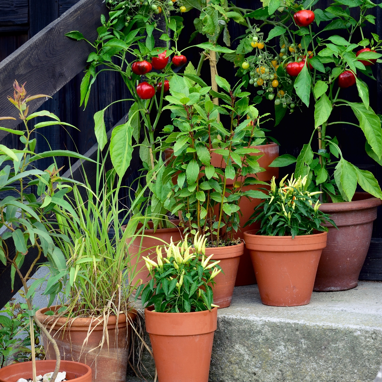 A variety of peppers growing in a grouping of terracotta pots.