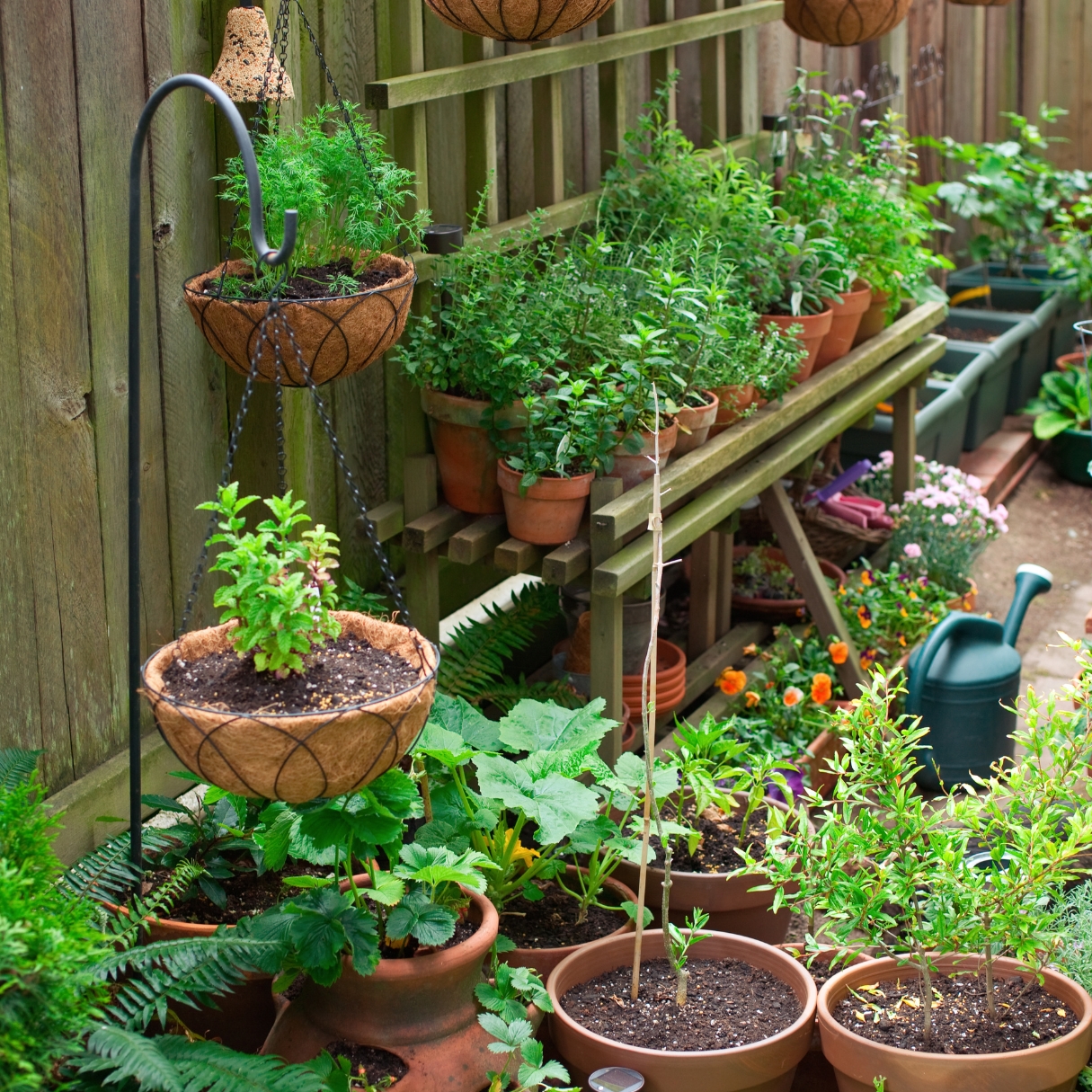 A large patio garden with many types of herbs and plants in a variety of containers. 