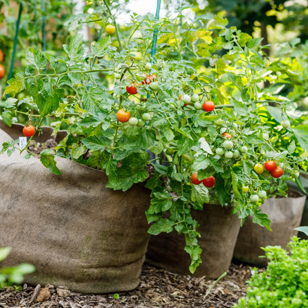 Tomatoes growing in grow bags.